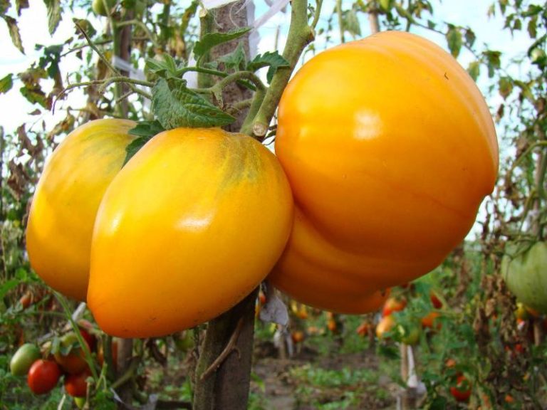 Сорта желтых помидор