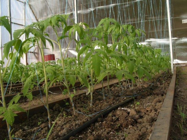 Как выращивать помидоры в теплице