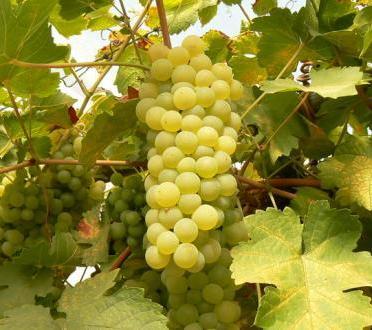 Получить хороший урожай винограда в регионах с суровыми климатическими условиями все же возможно