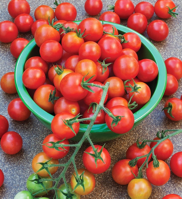 Помидор «рапунцель» является новым видом томата, который будет доступен в свободной продаже очень скоро