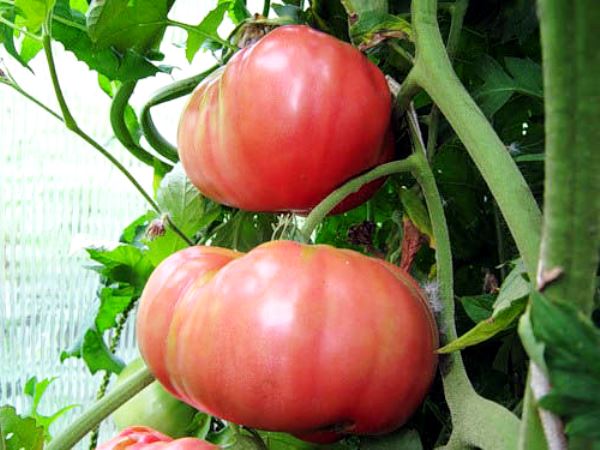 «Малиновый гигант» считается одним из лучших сортов томатов с крупными плодами