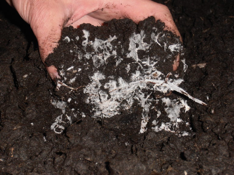 Вот так выглядит мицелий в почве
