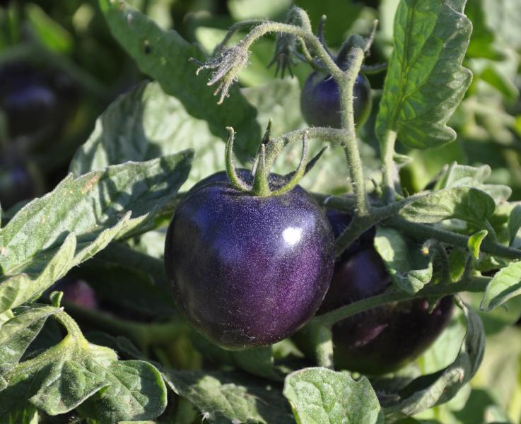 Для некоторых сортов фиолетовый цвет плода – нормальное явление