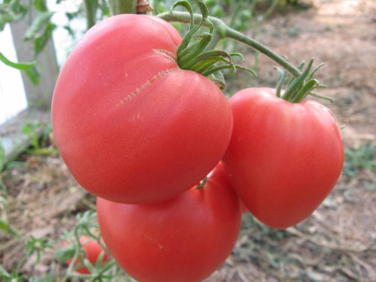 Для помидоров "бычье сердце" следует найти высокоплодородную почву или позаботиться об удобрениях