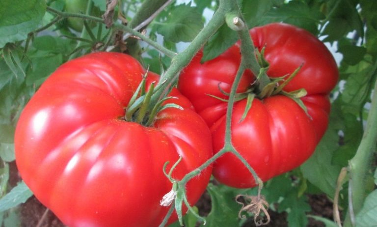Необходимо отметить, что томаты не любят полного пересыхания грунта, поэтому полив должен быть регулярным, но умеренным