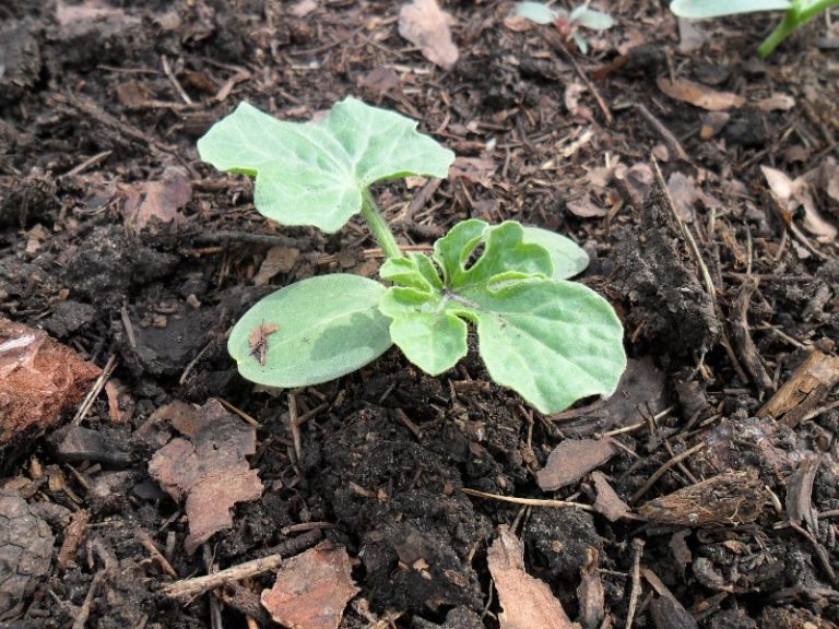 Выращивать арбузы можно не только в теплых полосах, но и Урале, Сибири, главное, найти подходящие семена, но еще следует выбрать хороший грунт