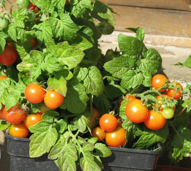 Положительные отзывы от огородников-любителей получил сорт помидоров "Балконное чудо"