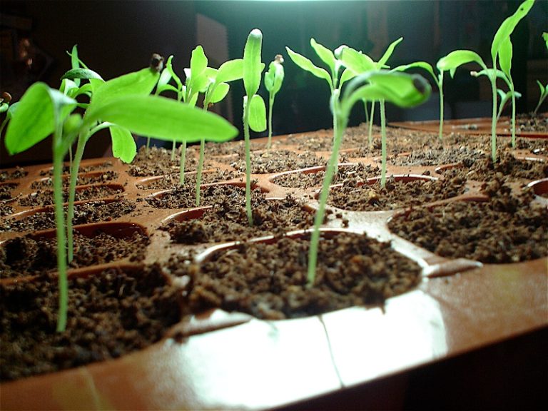 Выращивание баклажанов в открытом грунте начинается с посадки семян