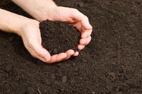 Можно использовать землю, собранную на своем дачном участке или огороде, но стоит проследить, чтобы почва была не слишком глинистой