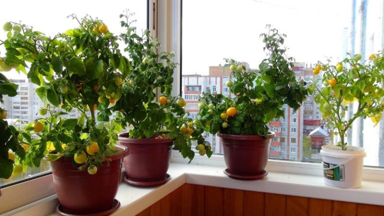 Вырастить помидоры зимой в домашних условиях не так уж сложно, особенно если имеется опыт ухода за этими растениями на своем дачном участке