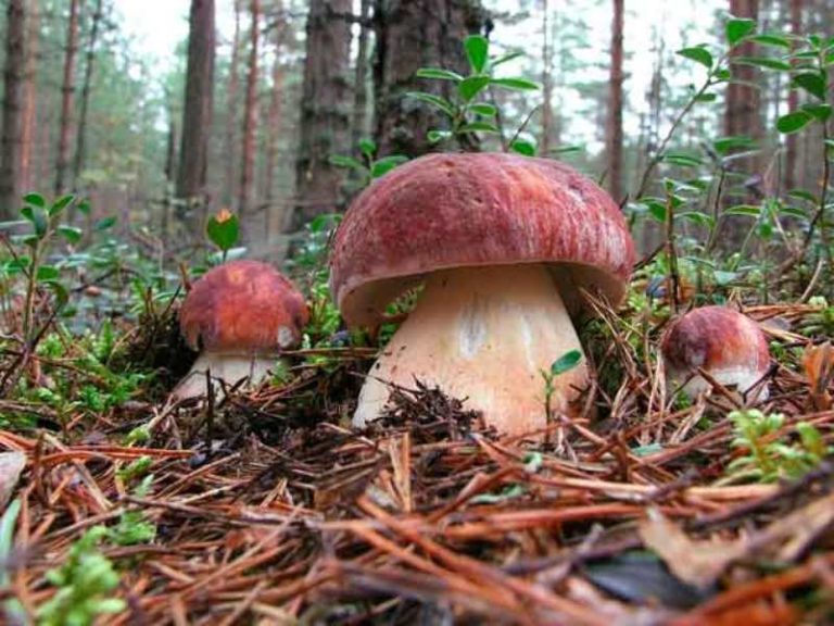 Учтите, что располагать грибницу следует под таким же видом дерева, из-под которого она была прежде выкопана в лесу