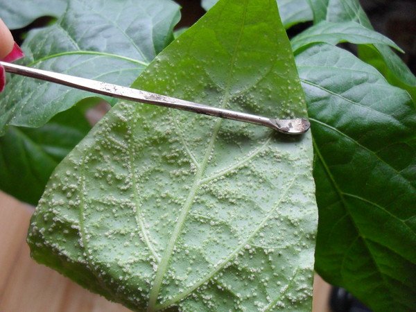 Личинки — это главный враг растения, в то время как взрослое насекомое можно легко уничтожить