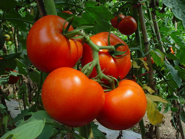 Ярко-красный мясистый помидор имеет специфическую кислинку во вкусе