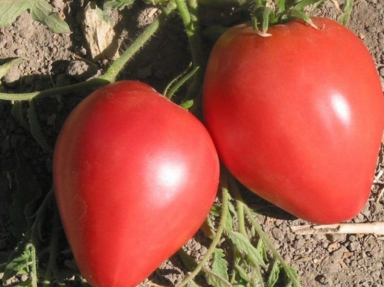 Сорт томата" Большая мамочка" рекомендован для выращивания на всей территории России