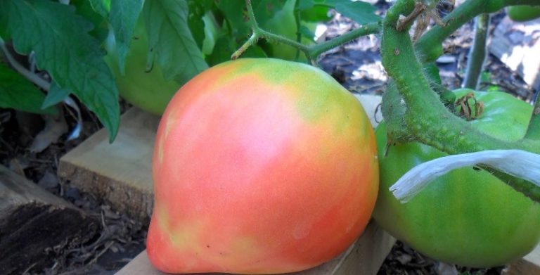 Правильно поливать помидоры в открытом грунте очень важно для роста и завязывания плодов