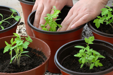 Благоприятные дни для томатов в апреле помогут определить, когда же стоит производить высадку растений