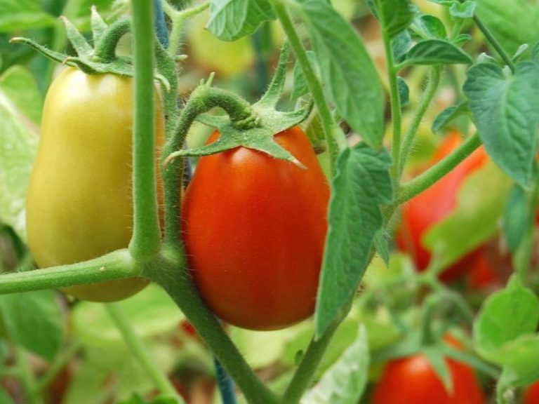 Высадка помидор в здоровую почву — залог урожайности