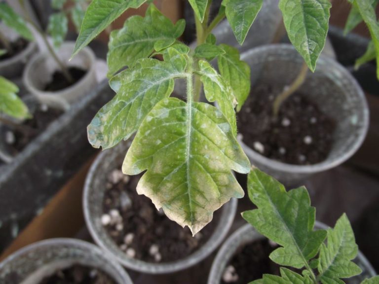 Часто причиной, по которой у томатов сохнут листья, становится бактериальное или вирусное заболевание