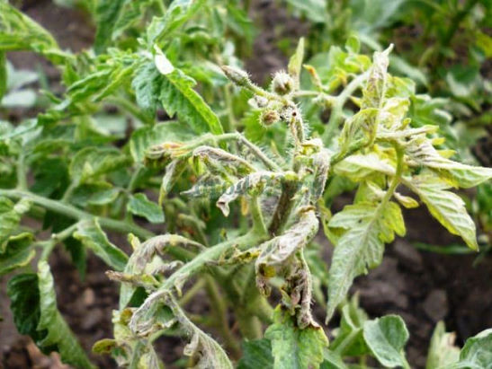 Болезни и вредители томатов дополняются хлоротической курчавостью листьев