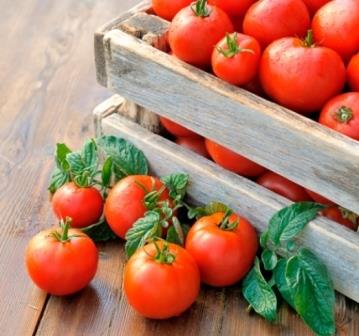Получить хороший урожай помидоров - это огромный труд и большая работа