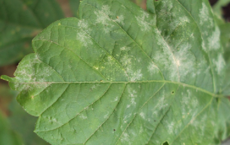 Болезни огурцов, вызванные обычной мучнистой росой, характеризуются возникновением белого налета, который покрывает листья довольно толстым слоем