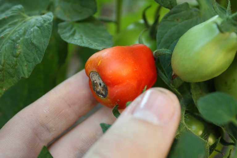Наиболее часто встречающейся причиной, по которой чернеют помидоры, является фитофтороз