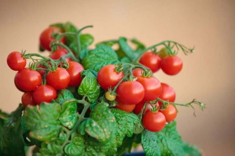 Масса одного плода — не более 25 г. Посадить семена помидор можно в открытую землю и в небольшой горшок