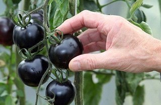 Черные помидоры появились на грядках не так давно