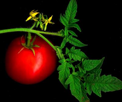 Цветение помидоров в теплице или под открытым небом сопровождается возникновением новых завязей, что приводит к образованию новых плодов