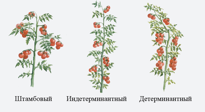Индетерминантные томаты не ограничивают свой рост подобным образом и продолжают развиваться дальше. Этим они отличаются от детерминантных