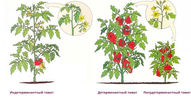 Отличия, которые имеют индетерминантные томаты от детерминантных, проявляются практически на всех стадиях развития растения
