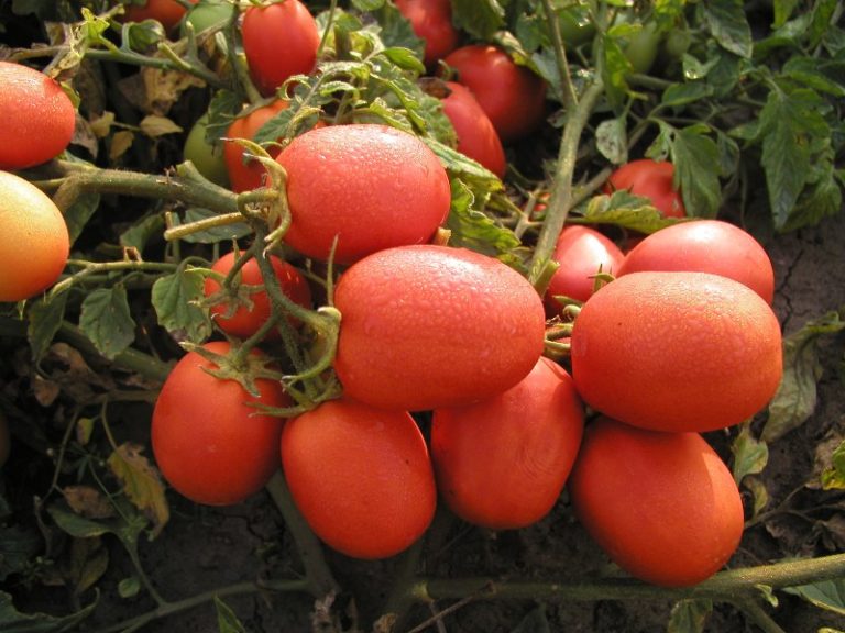 Имеется ряд сортов помидор, которые условно относят к детерминантным, но они могут соответствовать всем признакам «неограниченных» сортов