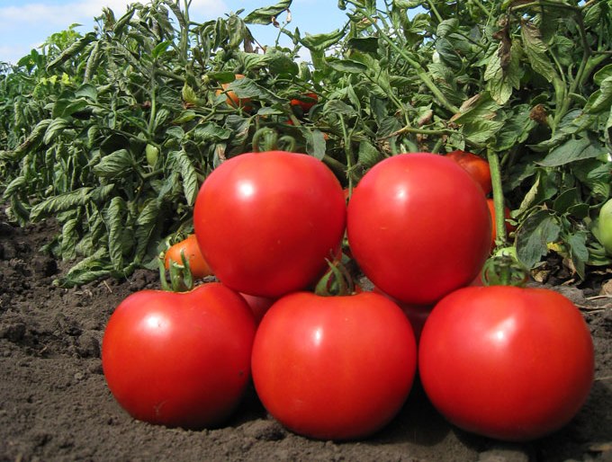 К достоинствам детерминантных томатов относят ранний сбор урожая
