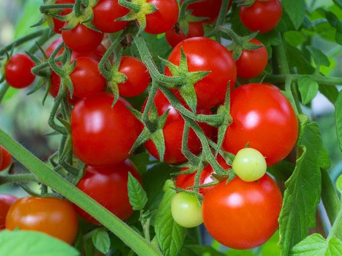дним из наиболее важных параметров при выборе сорта является срок созревания томатов