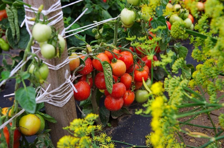 Каждый куст ежегодно дает до 5 кг томатов (при своевременном сборе)