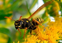 Убрать медоносных пчёл с приусадебной территории возможно