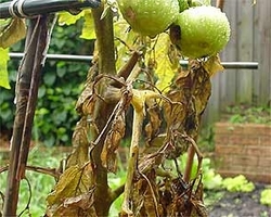 Как правило, с таким заболеванием, как фузариоз, сталкиваются огородники, которые на протяжении длительного времени выращивают томаты на одном месте