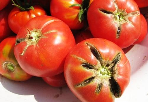 Если растению недостаточно влаги, то помидоры могут растрескаться
