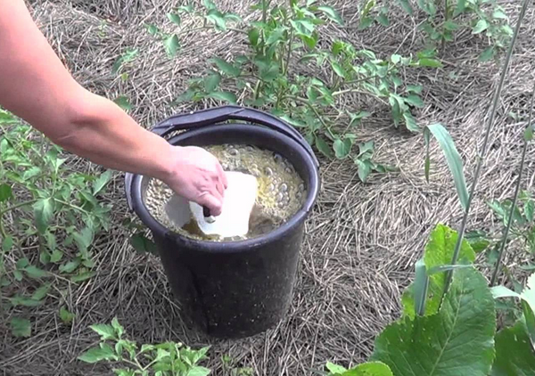Подсушив почву, сеянцы поливают раствором перманганата калия или применяют специальные препараты