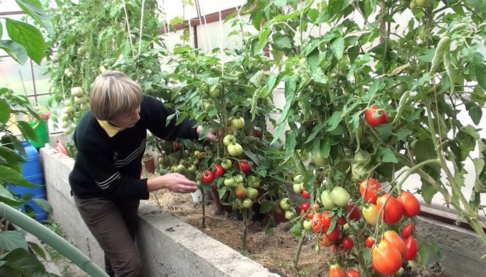 Для полноценной обработки томатов необходимо еще правильно уметь разводить Фитоспорин. Здесь все будет зависеть от конкретной формы данного средства