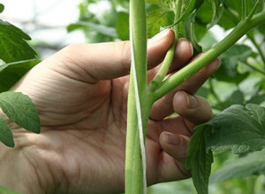 Необходимой процедурой для получения хорошего урожая является обрезка помидоров в теплице