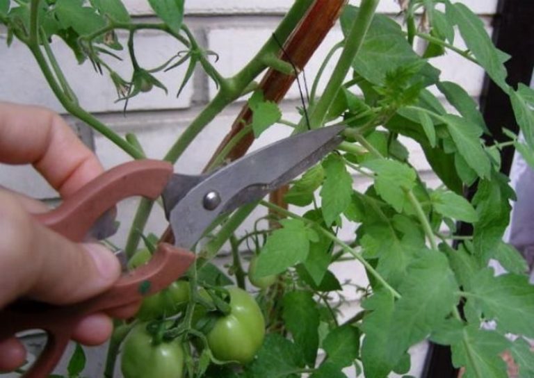 Не все знают, что нужно прищипывать помидоры в теплице. Дело в том, что томат направляет все силы на рост в высоту