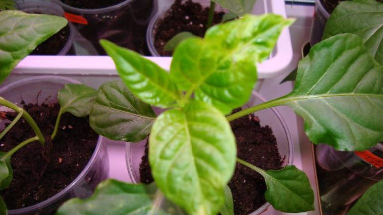 В случае появления табачной мозаики на растении можно увидеть зеленые пятнышки возле жилок