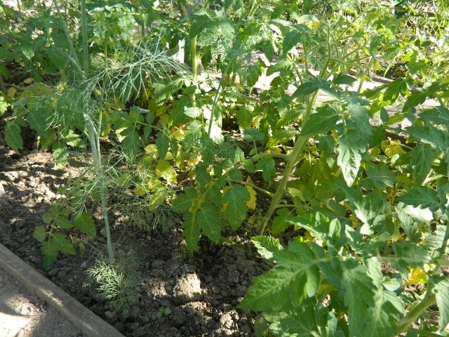 Часто неопытные огородники удивляются, почему желтеют листья у помидоров в теплице в нижней части куста