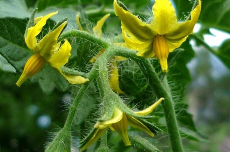 Как только на растениях начинают появляться цветки, их нужно опрыскивать слабым раствором гербицида