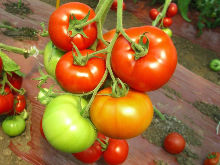 Отзывы опытных людей свидетельствуют о рекордных урожаях этого томата именно в теплицах, а не на открытом грунте