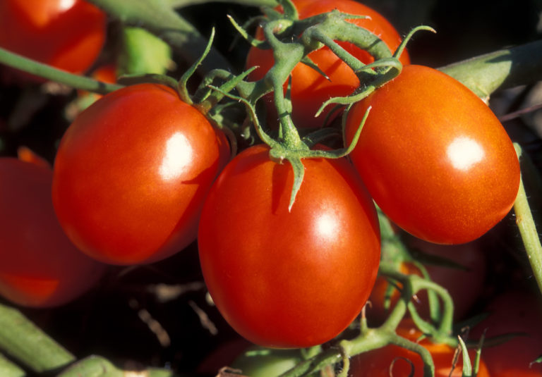 Независимо от свойств почвы, помидоры нуждаются в постоянной подкормке