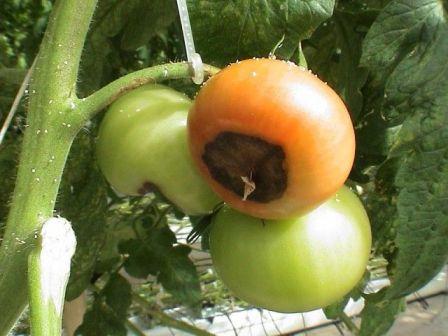 Гниль на помидорах в теплице - это проявление заболевания пасленовых культур