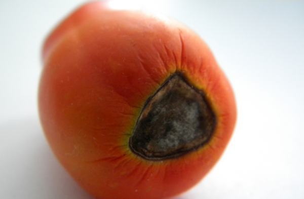 Обычно такая патология поражает помидоры в теплице