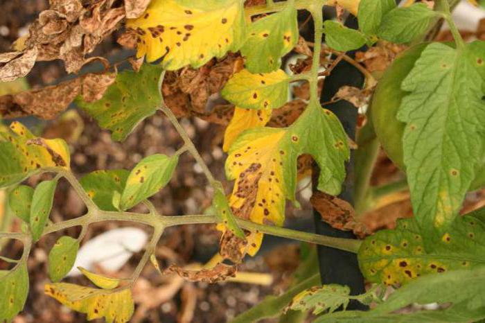 Подвергаются пожелтению и вянут листья у помидор при поражении грибковыми болезнями